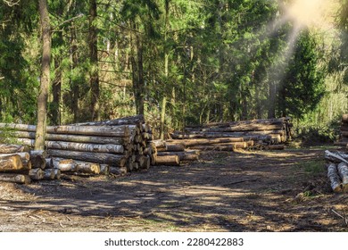 Log trunks pile, the logging timber forest wood industry. wood trunks timber harvesting in forest. Wood cutting in forest.