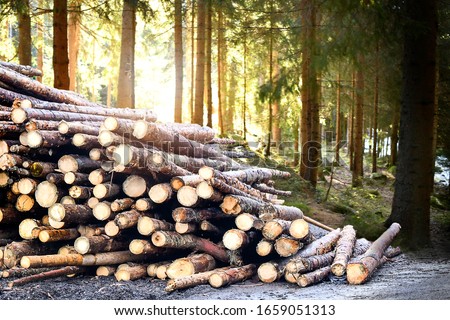 Log trunks pile, the logging timber forest wood industry. Wooden trunks timber harvesting.

