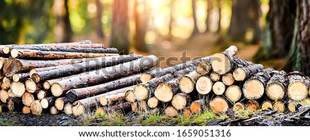Log trunks pile, the logging timber forest wood industry. Wide banner or panorama heavy wood trunks. 