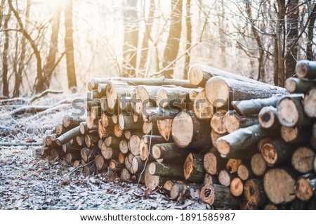 Log trunks pile, the logging timber forest wood industry. Banner or panorama of wood trunks timber harvesting in forest. Wood cutting in winter forest.
