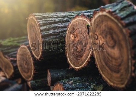 Log trunks pile, the logging timber forest wood industry. Banner of wood trunks timber harvesting in forest. Wood cutting in forest.