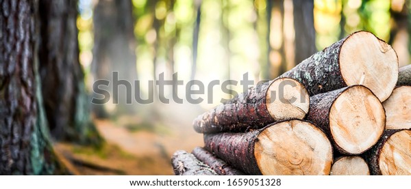 Log trunks pile, the logging timber forest wood\
industry. Wide banner or panorama of wood trunks timber harvesting\
in forest. 