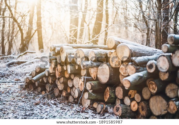 Log trunks pile, the logging timber\
forest wood industry. Banner or panorama of wood trunks timber\
harvesting in forest. Wood cutting in winter\
forest.