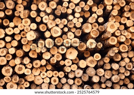 Log trunks pile sawn trees, cut trees along prepared for removal. Wood logs outdoors background stack in industrial plywood factory full frame. Logging timber wood industry concept. Copy ad text space