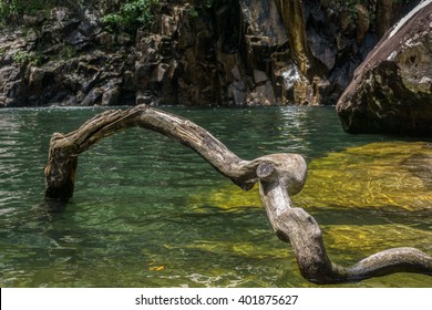 Log In The Water - Eungella National Park