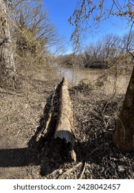 Log.  Wolf River.  Shelby Farms Park.  February 2024