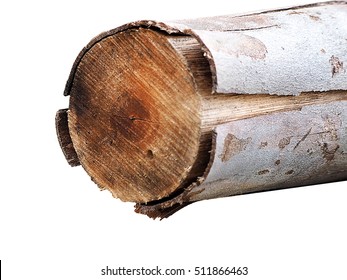 Log Or Wood On White Background. Tree Stump Background. Wood Log Top View. Log In The Forest. Firewood As A Renewable Energy Source. Eucalyptus Wood