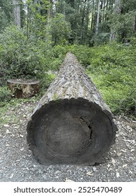 A log in the woods