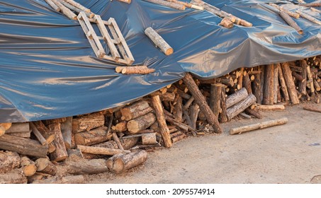 Log Yard Industrial And Environmental Background. Timber Texture. Forest Pine And Spruce Trees. Log Trunks Pile, The Logging Timber Wood Industry. Wood As A Source Renewable Energy. Logs Covered