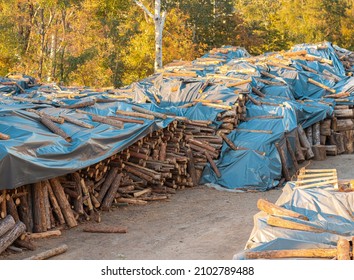 Log Yard Industrial And Environmental Background. Timber Texture. Forest Pine And Spruce Trees. Log Trunks Pile, The Logging Timber Wood Industry. Wood As A Source Renewable Energy. Logs Covered