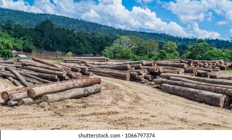 log yard of rain forest tropical hardwood on Mahakam riverbank, outback of Borneo, Indonesia. industrial and environmental background