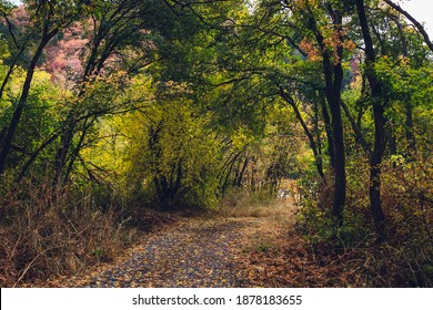 Logan Canyon In The Fall