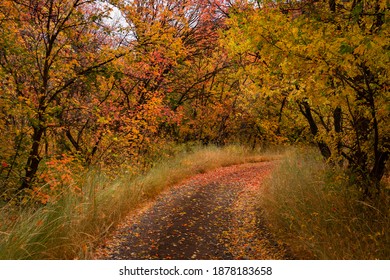 Logan Canyon In The Fall