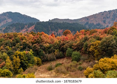 Logan Canyon In The Fall