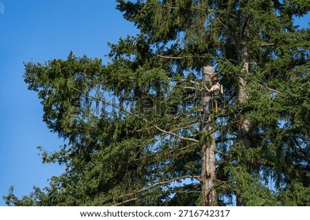 Logger high up on remaining trunk of Douglass fir tree, part of team clearing land for new housing development, house construction project
