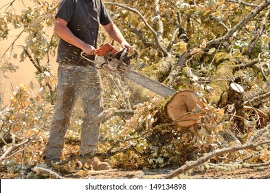 Logger Trimming And Delimbing Oak Trees At A New Commercial Construction Development