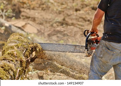 Logger Trimming And Delimbing Oak Trees At A New Commercial Construction Development