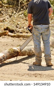 Logger Trimming And Delimbing Oak Trees At A New Commercial Construction Development