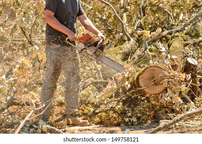 Logger Trimming And Delimbing Oak Trees At A New Commercial Construction Development