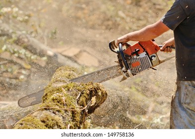 Logger Trimming And Delimbing Oak Trees At A New Commercial Construction Development