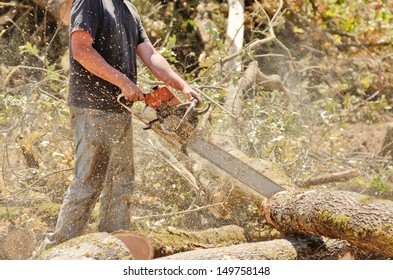 Logger Trimming And Delimbing Oak Trees At A New Commercial Construction Development