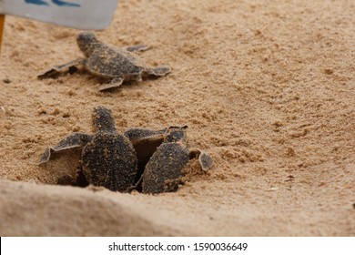 Loggerhead Baby Sea Turtle Hatching