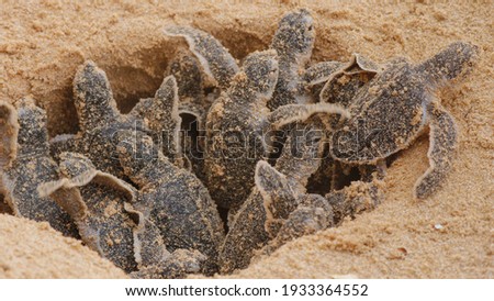 Loggerhead baby sea turtles hatching in a turtle farm in Hikkaduwa. Sri Lanka. Selective Foucs