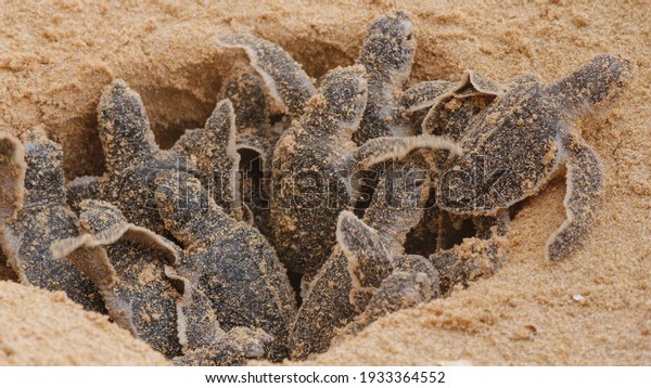Loggerhead baby sea turtles hatching in a\
turtle farm in Hikkaduwa. Sri Lanka. Selective\
Foucs