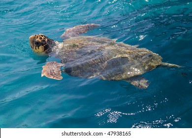 Loggerhead Sea Turtle