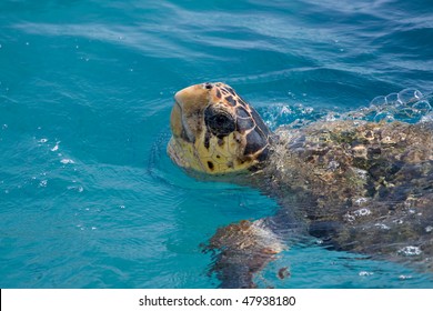 Loggerhead Sea Turtle