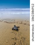 The loggerhead sea turtle after being born on a beach in Boa Vista, Cape Verde, goes to the sea.