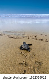 The loggerhead sea turtle after being born on a beach in Boa Vista, Cape Verde, goes to the sea. - Shutterstock ID 1862386912
