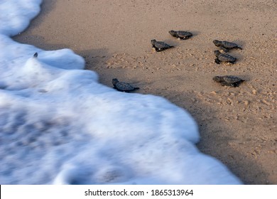 The loggerhead sea turtle after being born on a beach in Boa Vista, Cape Verde, goes to the sea. - Shutterstock ID 1865313964