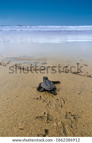 The loggerhead sea turtle after being born on a beach in Boa Vista, Cape Verde, goes to the sea.
