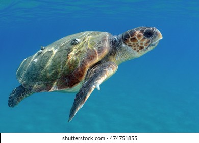 Loggerhead Sea Turtle (Caretta Caretta)