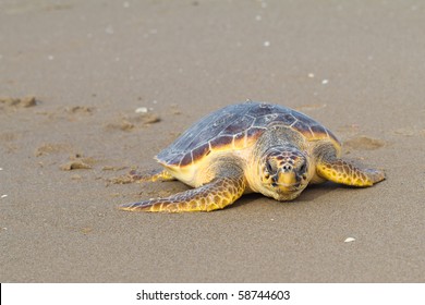 Loggerhead Sea Turtle (Caretta Caretta)