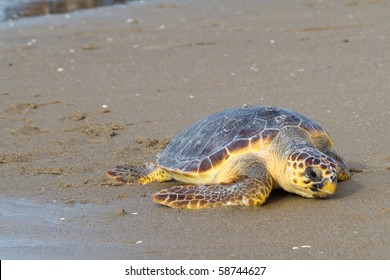 Loggerhead Sea Turtle (Caretta Caretta)