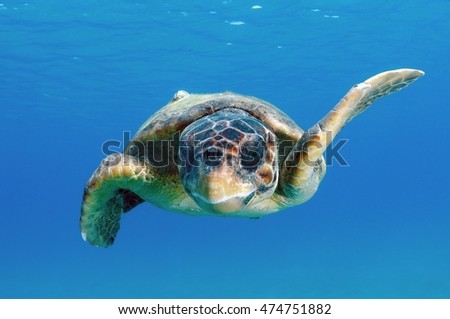 Loggerhead sea turtle (Caretta caretta), adult female