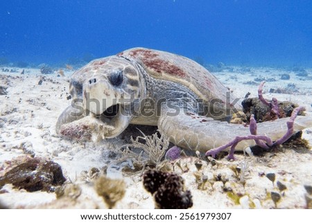Loggerhead sea turtle (Caretta caretta) eats a Queen Conch (Strombus gigas) on the seabed of Cozumel reef