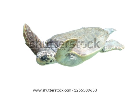 The loggerhead sea turtle (Caretta caretta), or loggerhead, is an oceanic turtle distributed throughout the world. It is a marine reptile, belonging to the family Cheloniidae. 	
