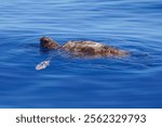 The loggerhead sea turtle, Caretta caretta, rests on the surface of the sea