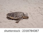 Loggerhead sea turtle (Caretta caretta) returing to sea 