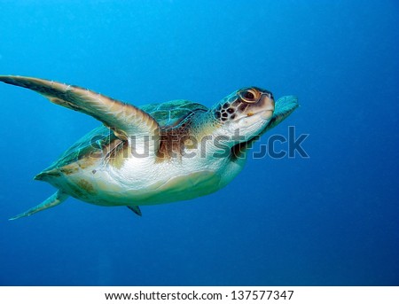 Loggerhead sea turtle, Caretta caretta, in Tenerife, Spain.