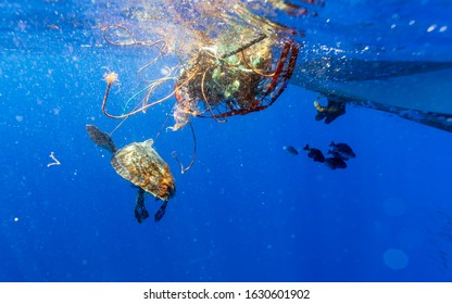 879 Turtle net Images, Stock Photos & Vectors | Shutterstock