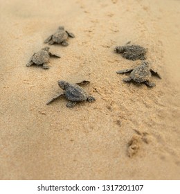 Loggerhead sea turtle emergence: the turtles emerge in a group and proceed to crawl down the beach to the water 