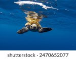 Loggerhead sea turtle is looking for food on the open ocean. Turtle near the ocean surface. Curious sea turtle in Atlantic ocean. 