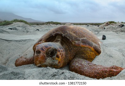 Loggerhead Sea Turtle Nesting In Boa Vista, Cape Verde