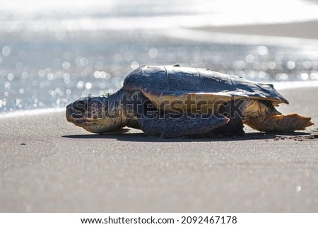 loggerhead sea turtle releasing into the sea with people