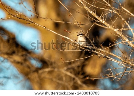 Loggerhead shrike (Lanius ludovicianus) sitting in tree at George Wasington Carver National Monument in Diamond, Missouri