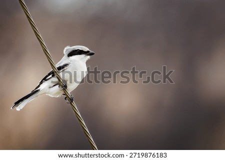 Loggerhead Shrike sitting on a cable